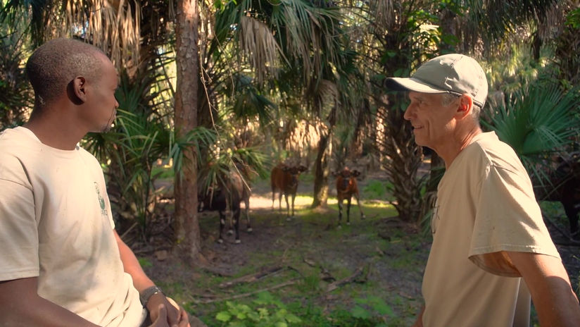 Mountain Bongo Repatriation Update